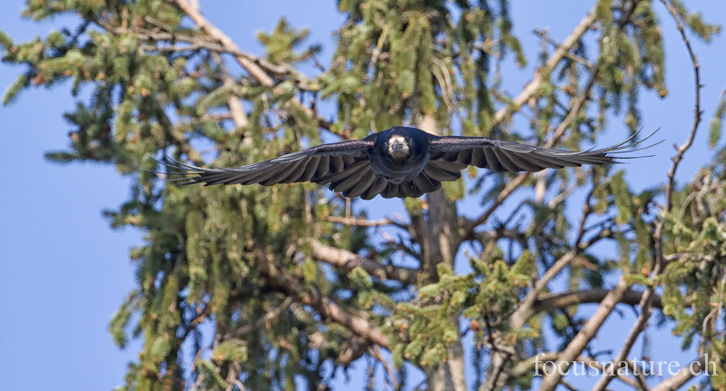 Corbeau 2820.jpg - Corbeau freuxCorvus frugilegusRook (Genève, Suisse, mars 2012)